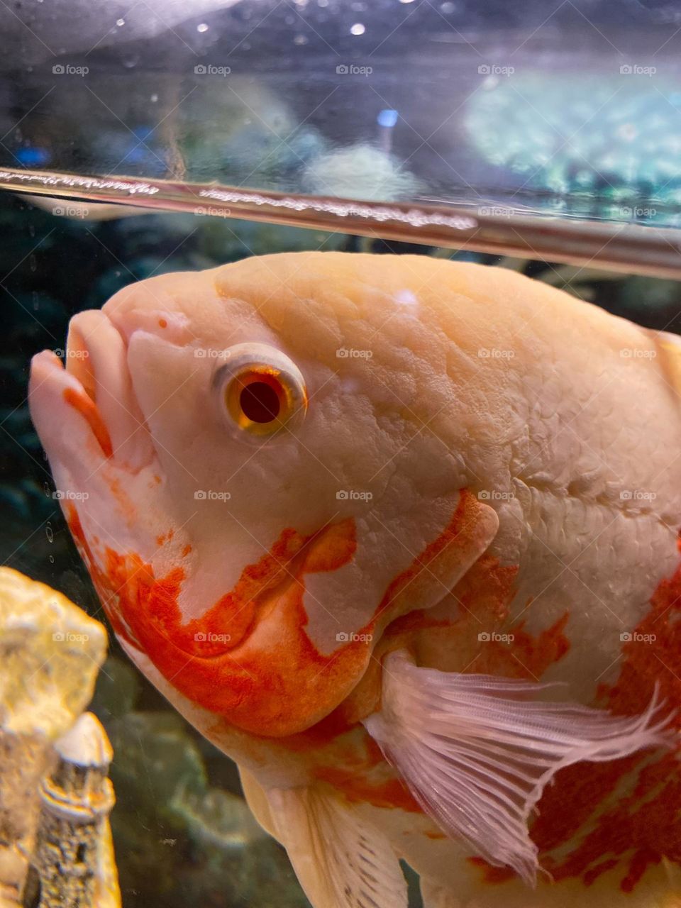 Close up of a koi fish