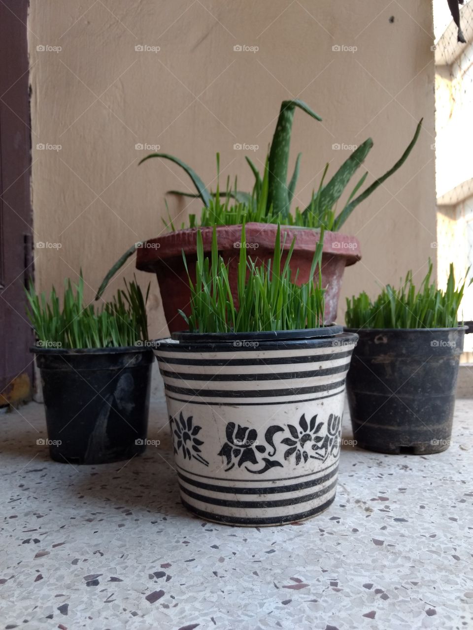pots of wheatgrass and aloe vera.
