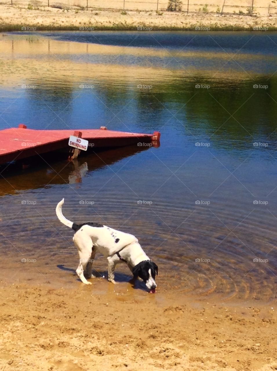 Dog drinking at pond. Dog drinking with a no swimming sign behind him 
