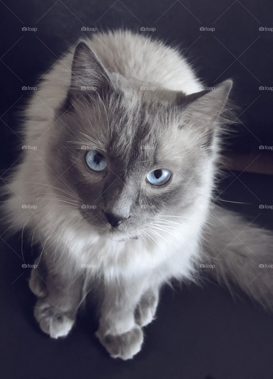 Blue-eyed Birman cat looking up