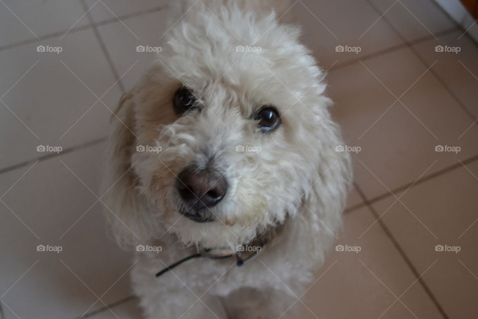 White French poodle 