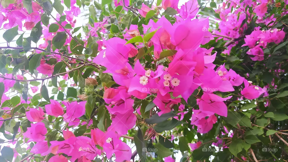 Bougainvillea spectabilis flower