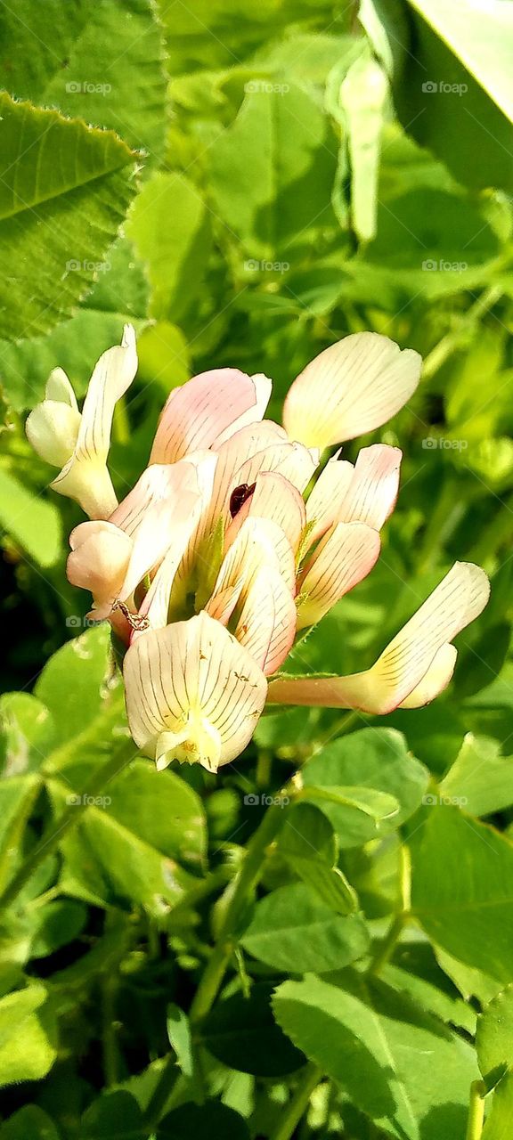 Trifolium clypeatum