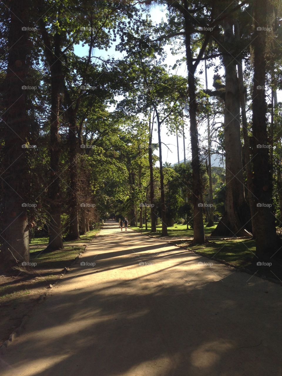 Jardim botânico . Ar puro, caminhada tranquila.