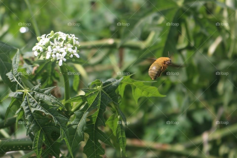Beetles and Flowers
