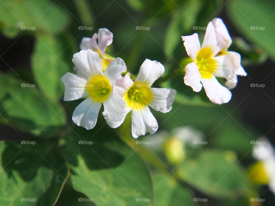 Wild flowers blooming at outdoors