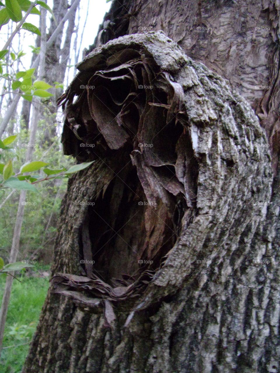 bark curling down from a dead tree