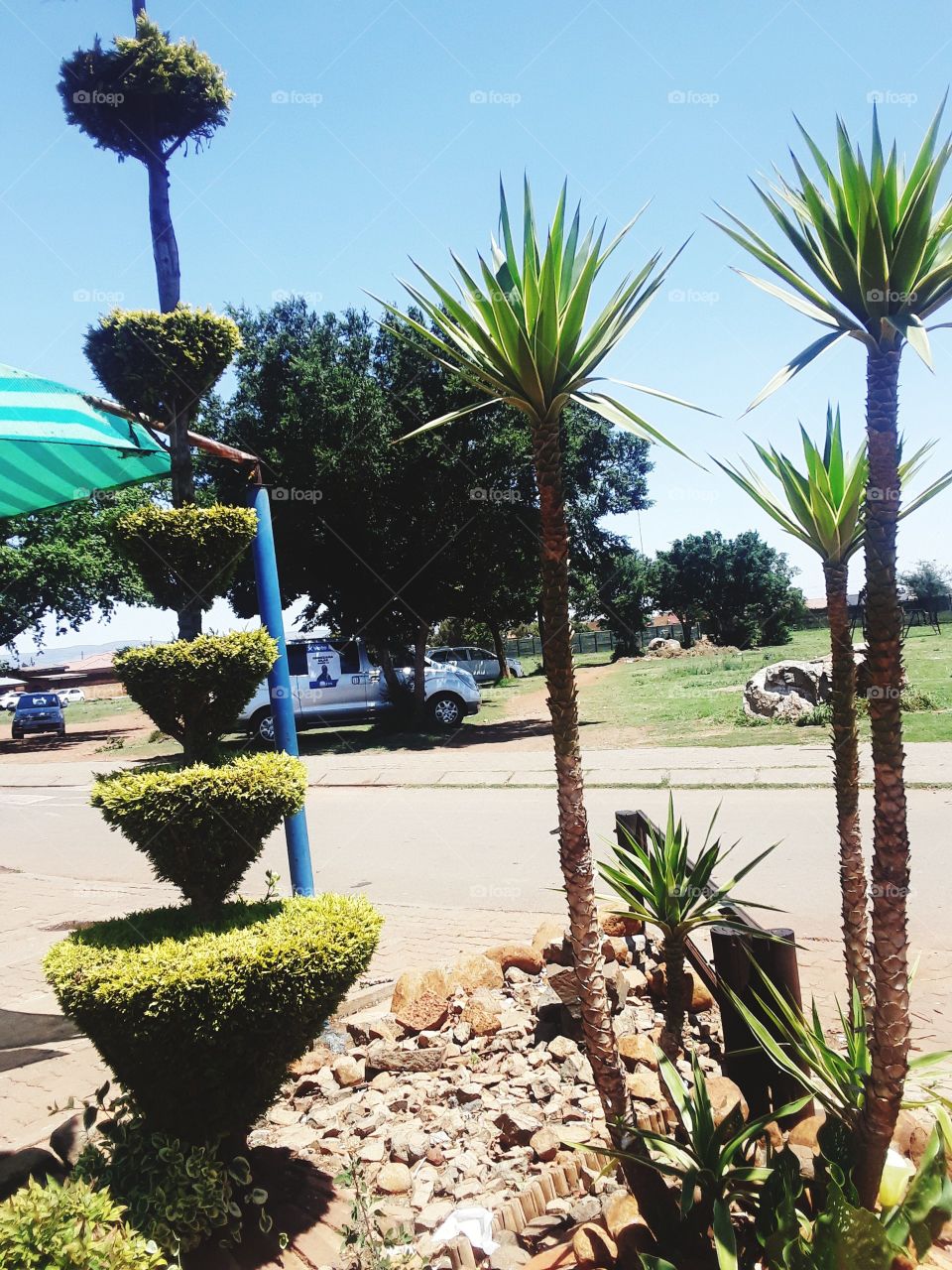 A beautiful display of a tree and the plant.
