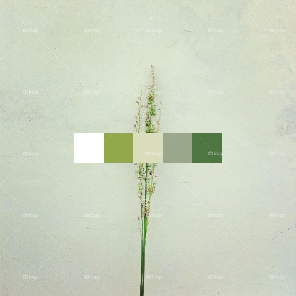 Color tone - wild flower