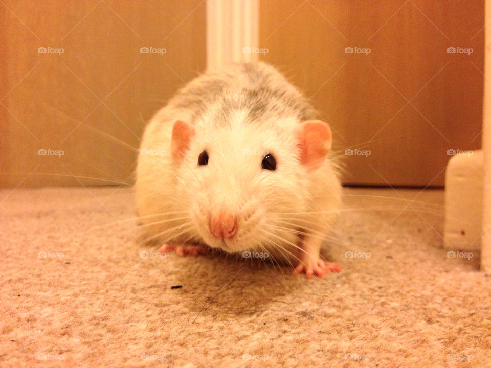 Nosey cute pet rat.