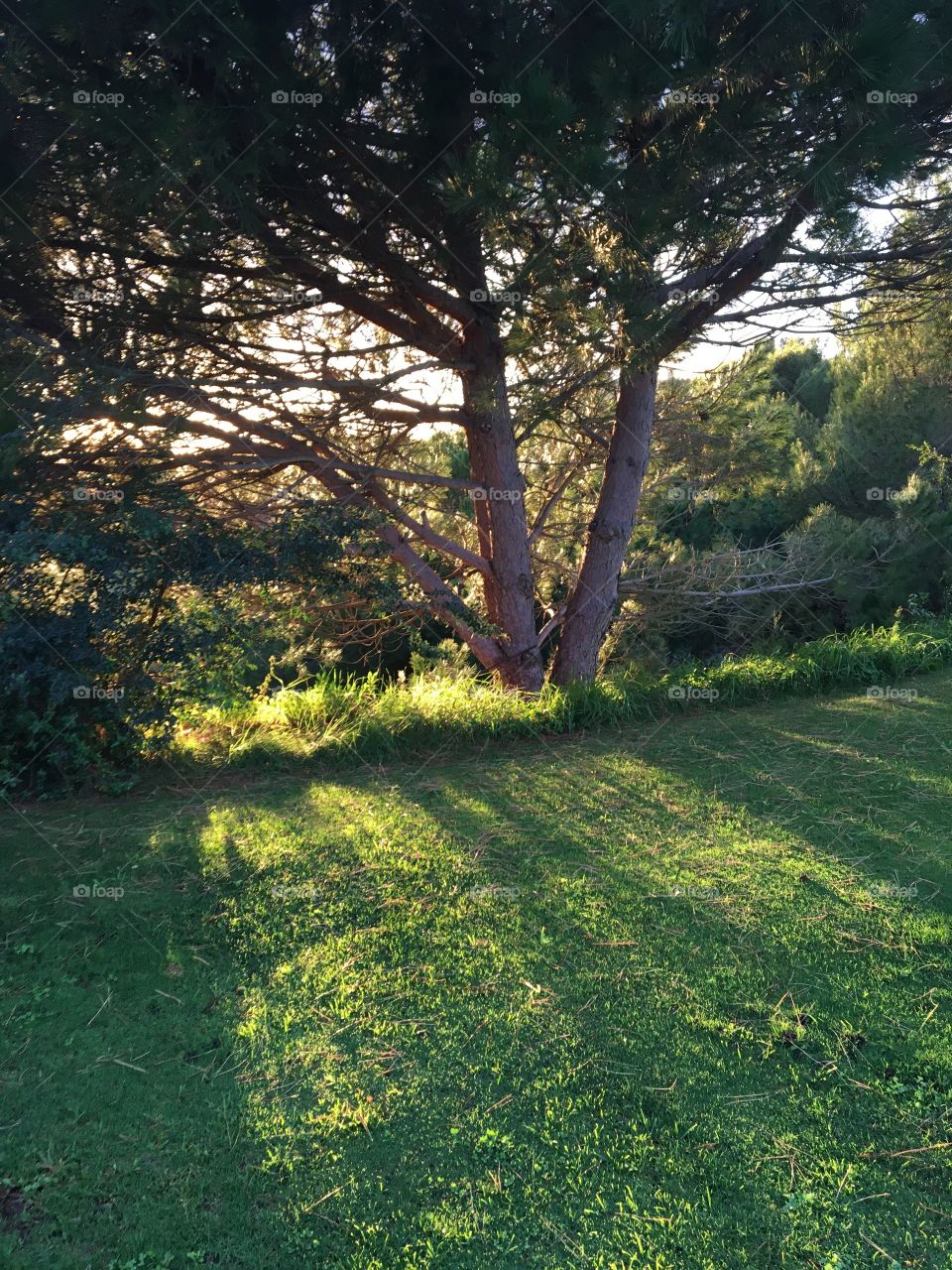 Pines, grass and sunbeams 