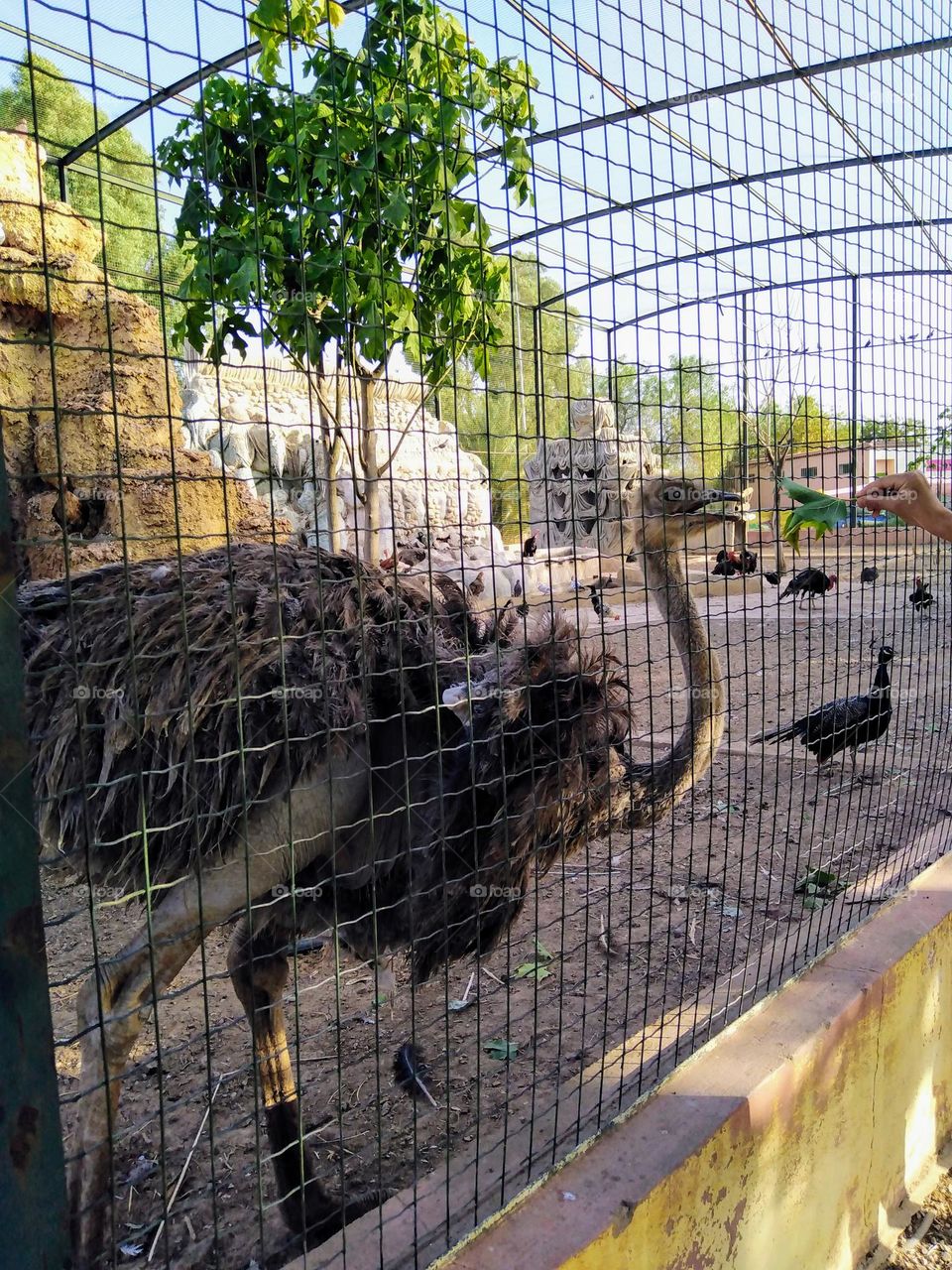 Ostrich want Taking plant to eat
