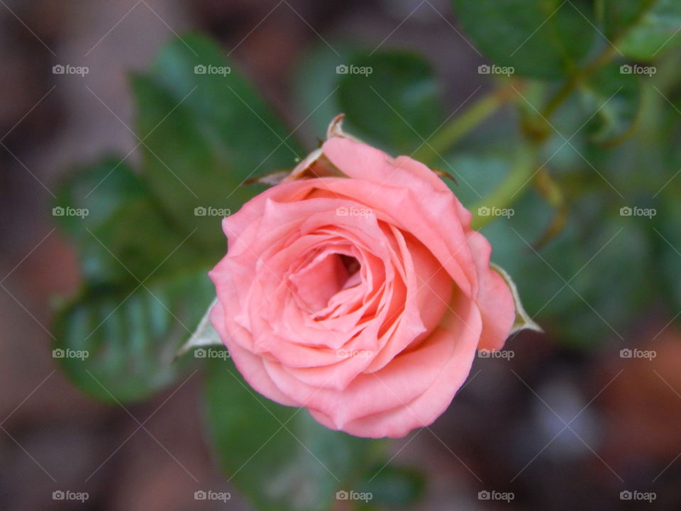 Rose, Flower, No Person, Leaf, Love