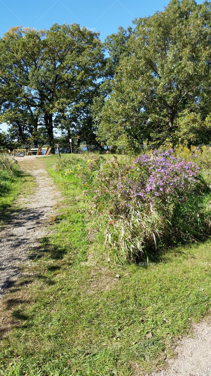 wildflowers next to path