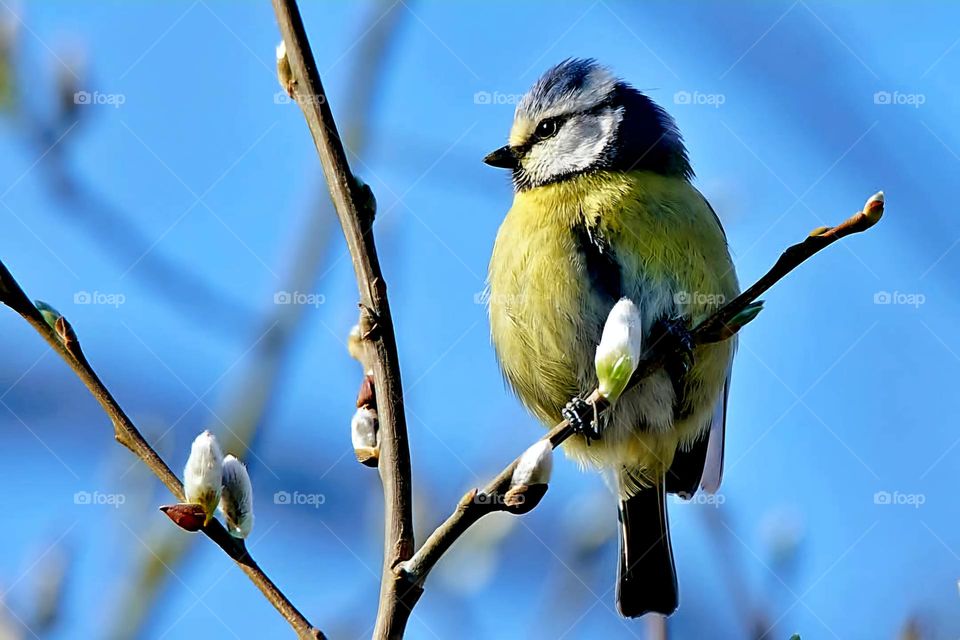 Close up on a Blue Tit placed on a branch in Suscinio
