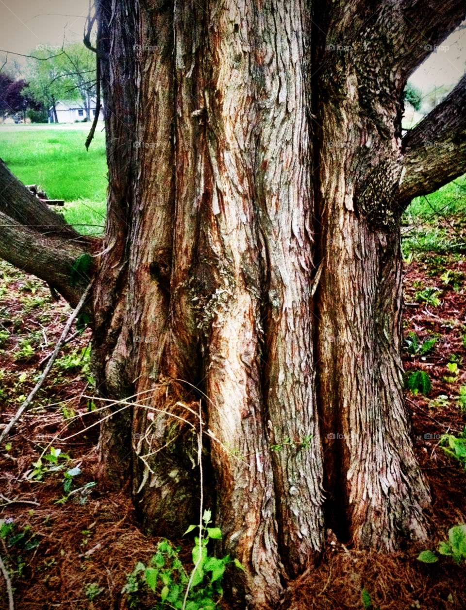 tree rain trunk after by kelliwidger
