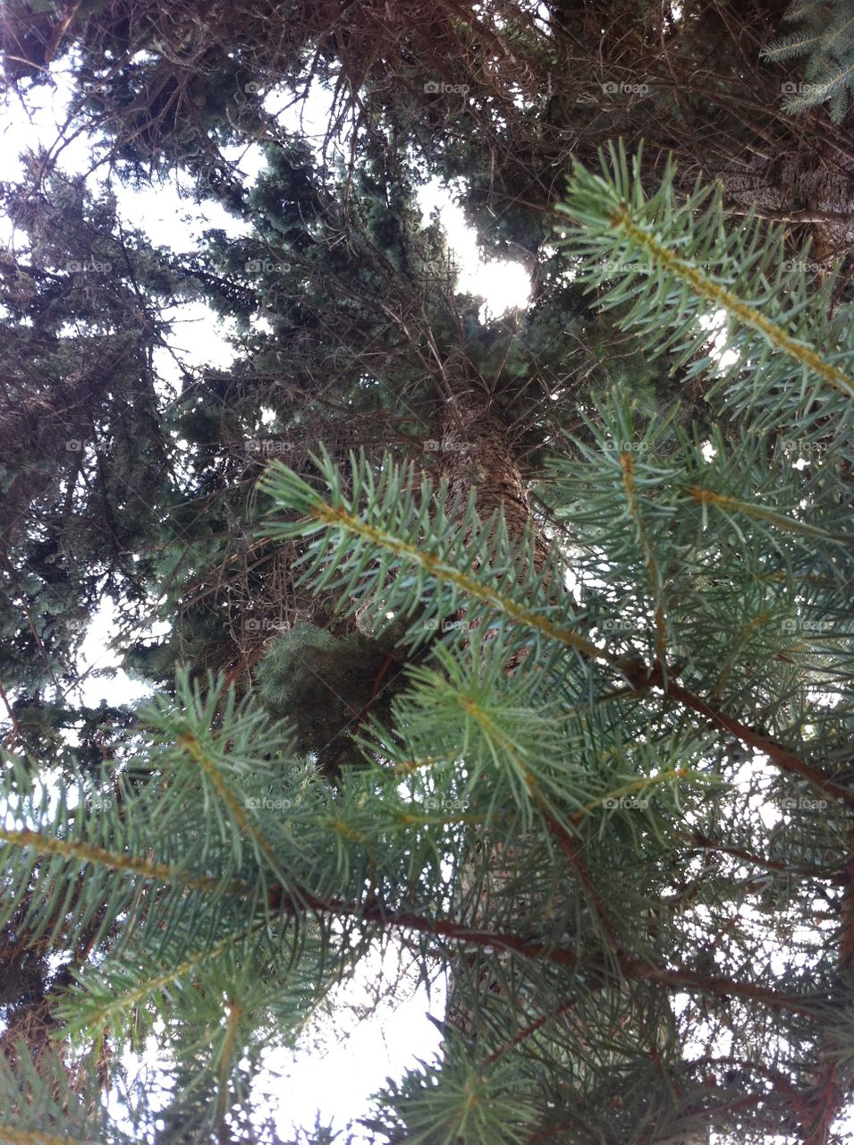 Pine tree 