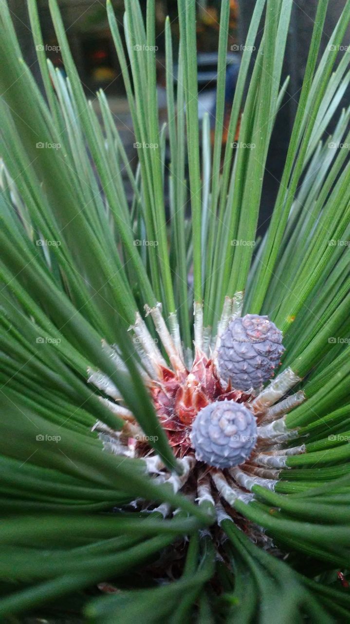 Nature, No Person, Flora, Leaf, Tree