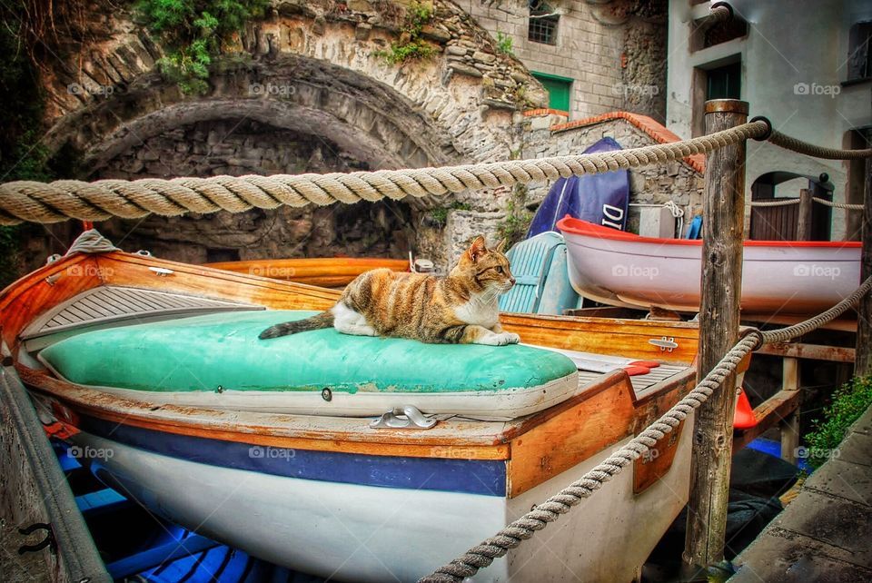 Calico behind the ropes 