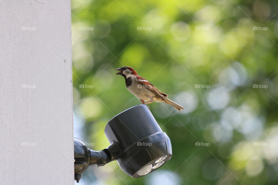 Bird, Nature, Wildlife, No Person, Outdoors