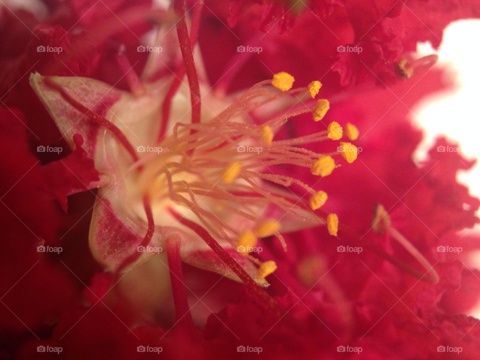 It's in the details. Detail close up of a flower