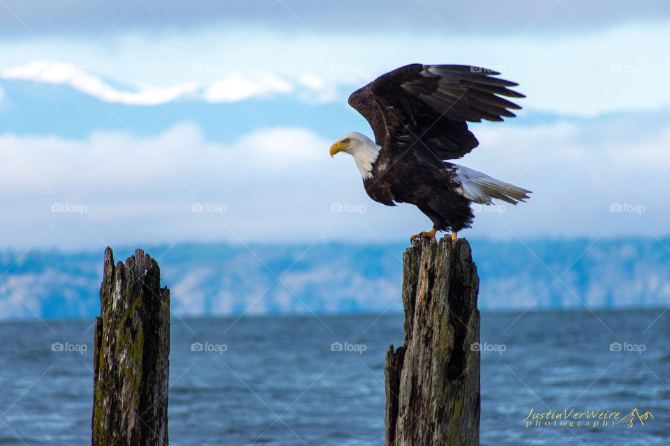 Bald eagle taking flight over the Puget Sound in Washington state