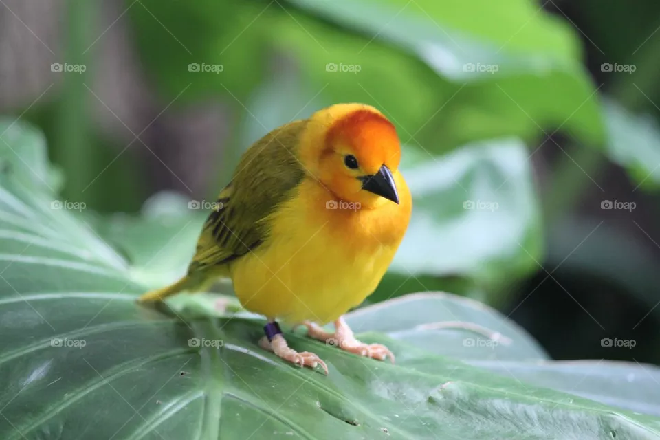 bird