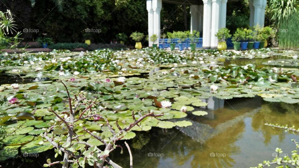 The Majorelle Garden at  maarrakesh city in Morocco.