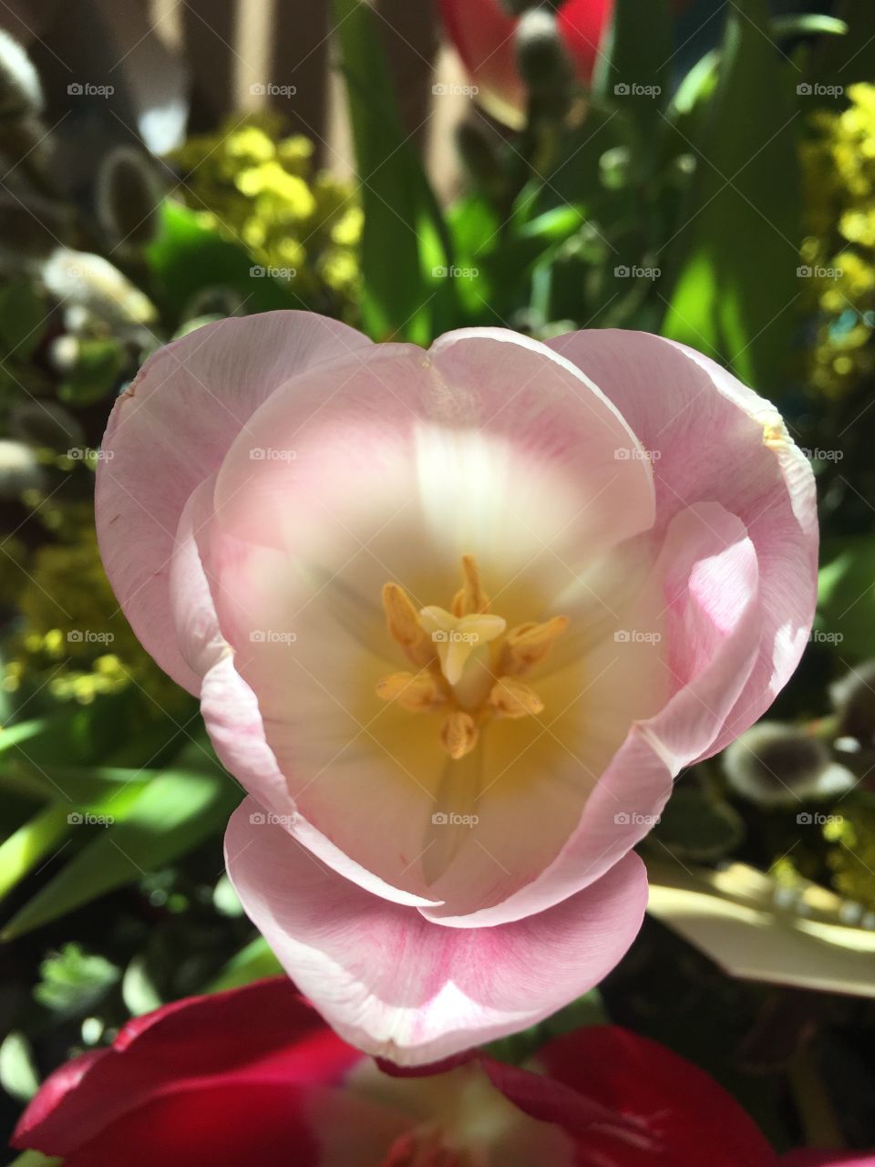 Pretty Pink Tulip