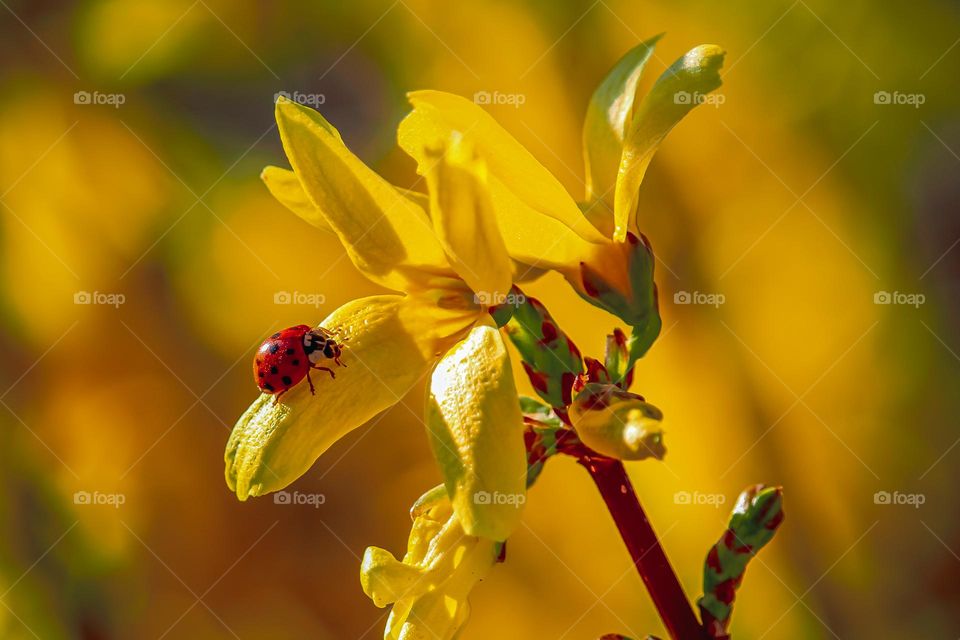 A ladybug 🐞 at the yellow flower