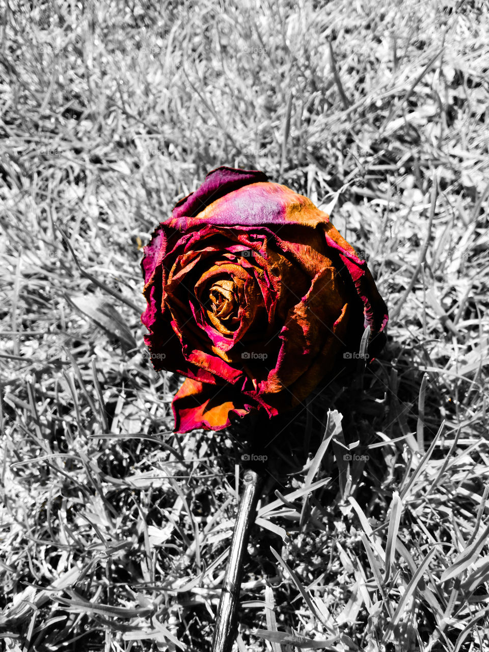 Dying roses are still beautiful