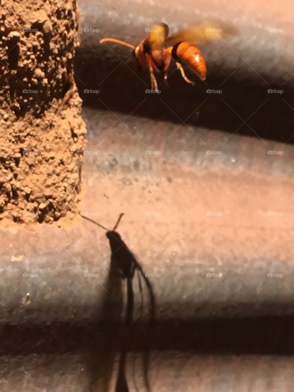 Hovering wasp and its shadow