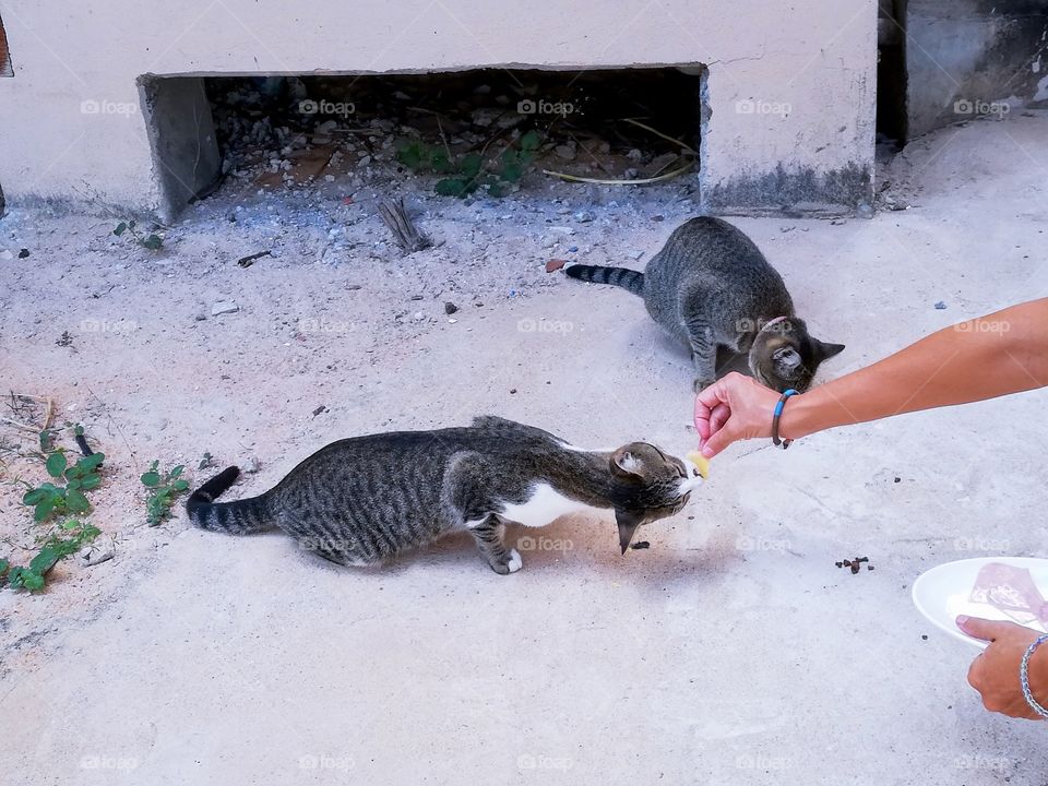 Cats eating from hand
