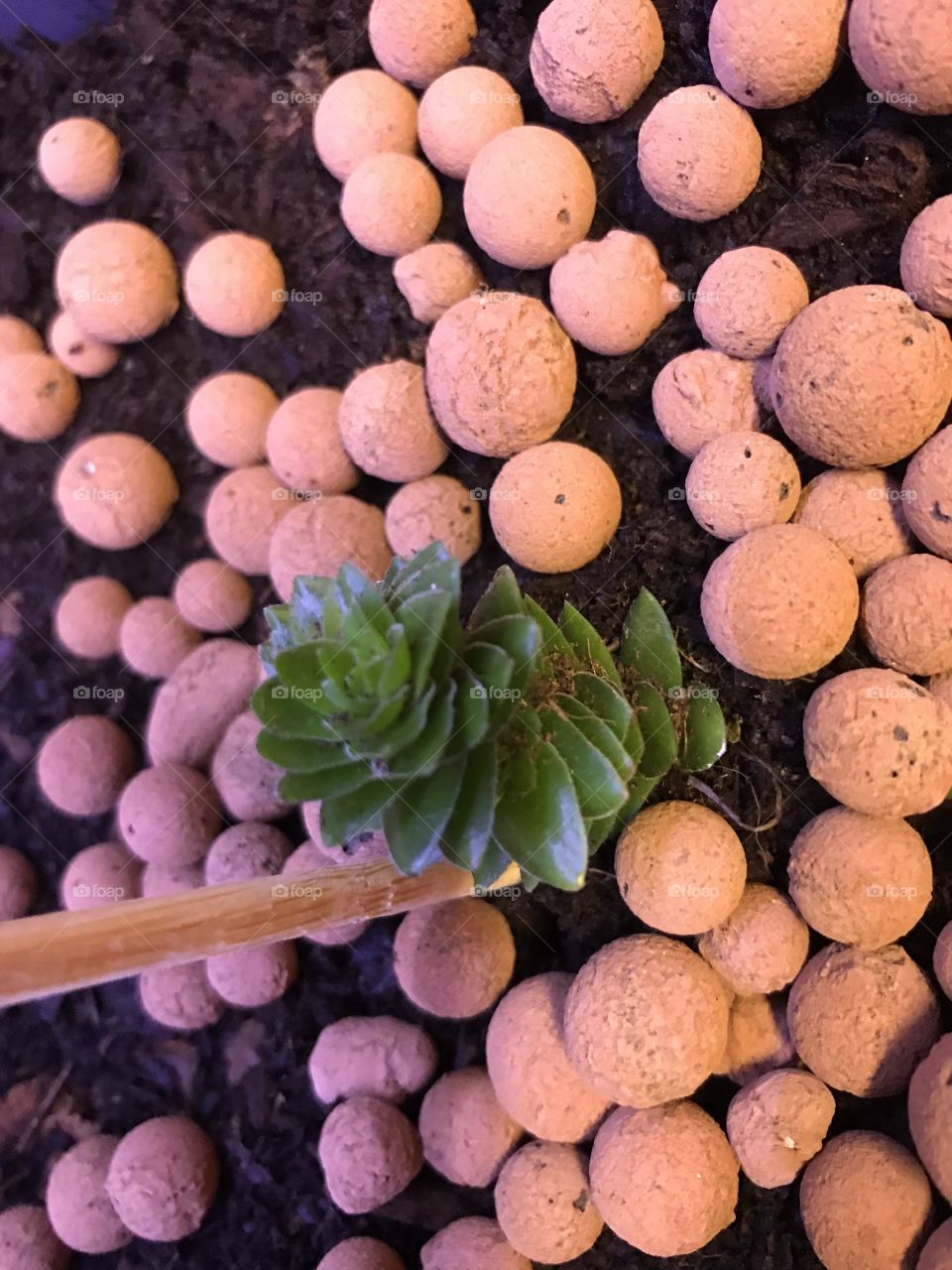 Succulent - sempervivum 