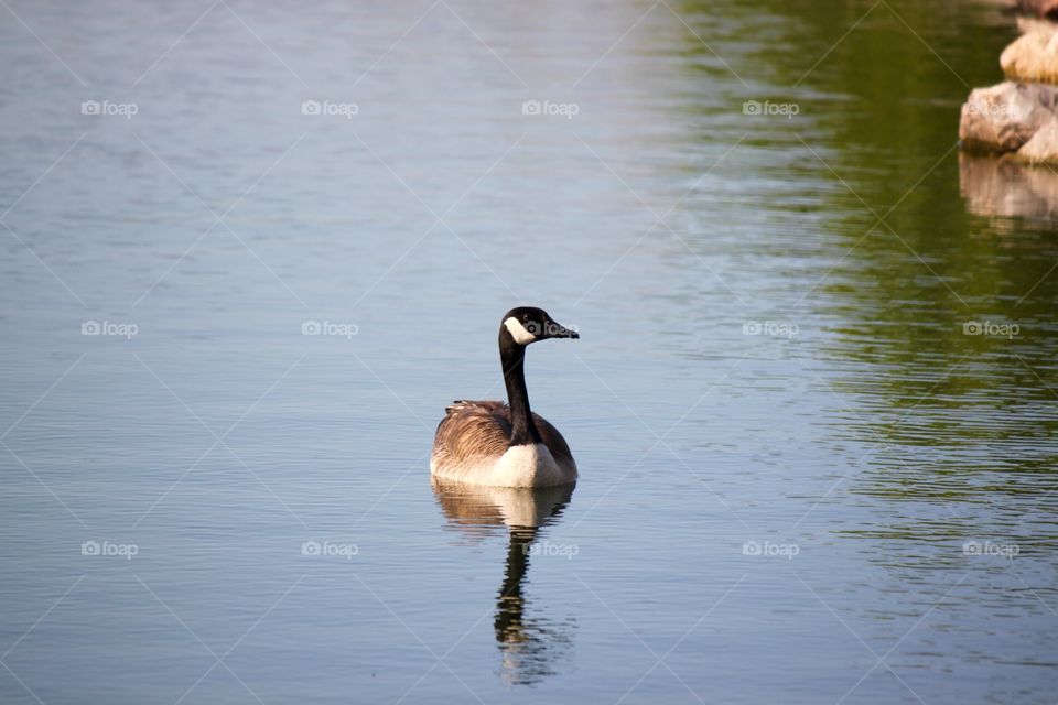 Floating on the Lake . A Lone Canadian Goose On the Lake