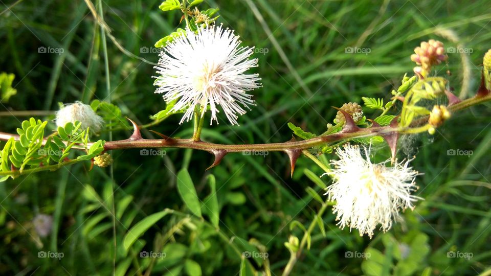 lovely flowers with many Niddles