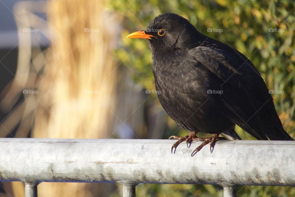 Close-up of common Blackbird