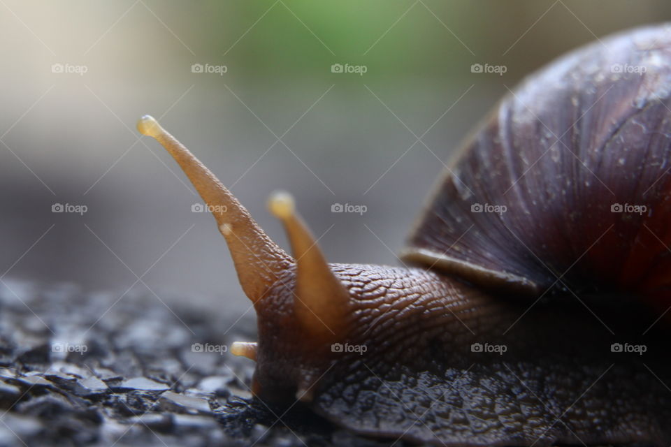 Snail
