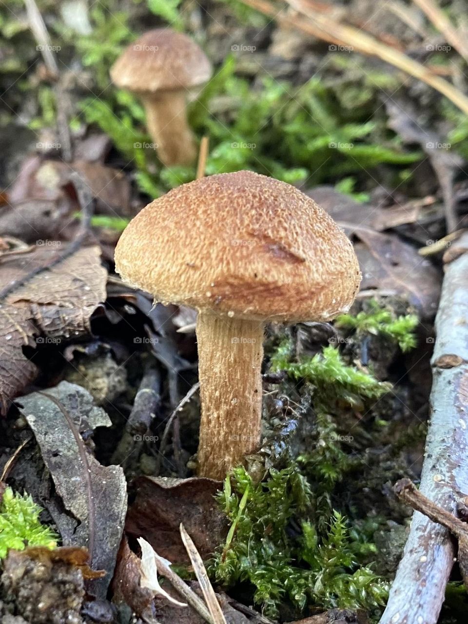 Mushroom 