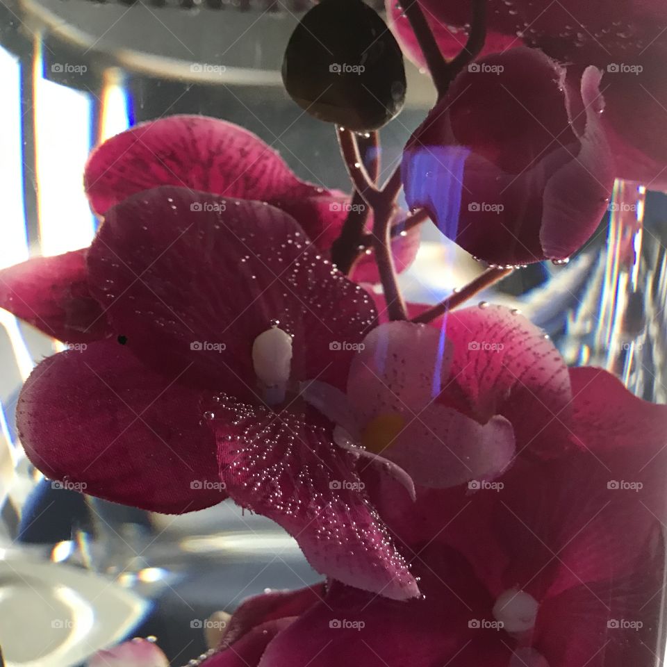 Orchid in the water