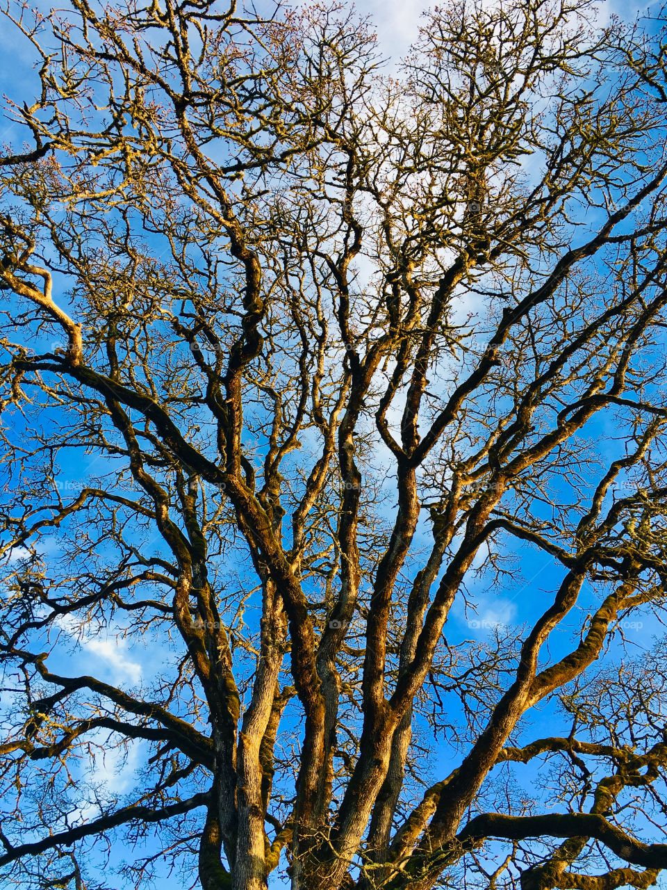 Oak and sky 2