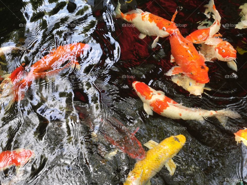 Fancy​ carp​ koi fish​