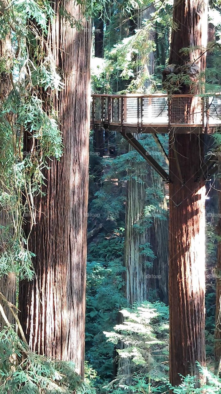 Skywalk in the Trees