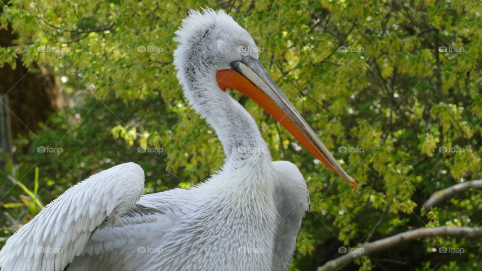 A pelican at the zoo in Antwerp, Belgium.