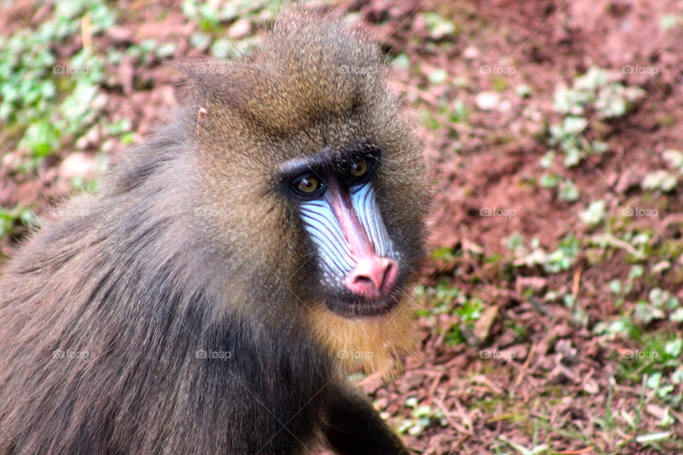 zoo apes baboon southlakes animal park by sicksaint77