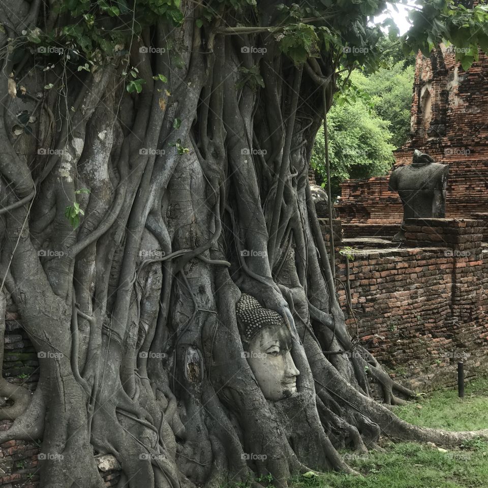 Buddha head embedded in a Banya tree