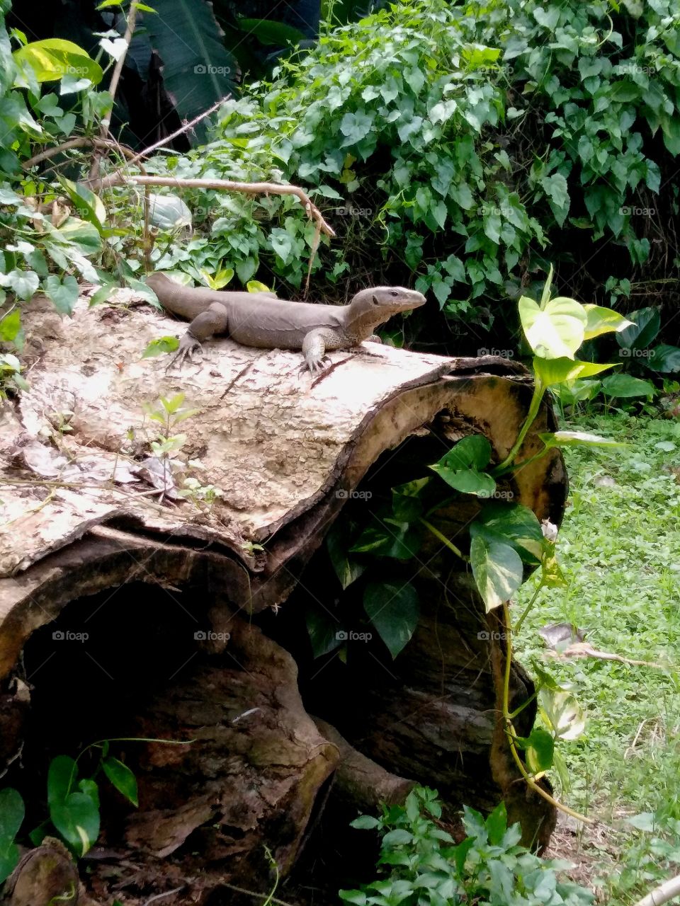 iguana on a log