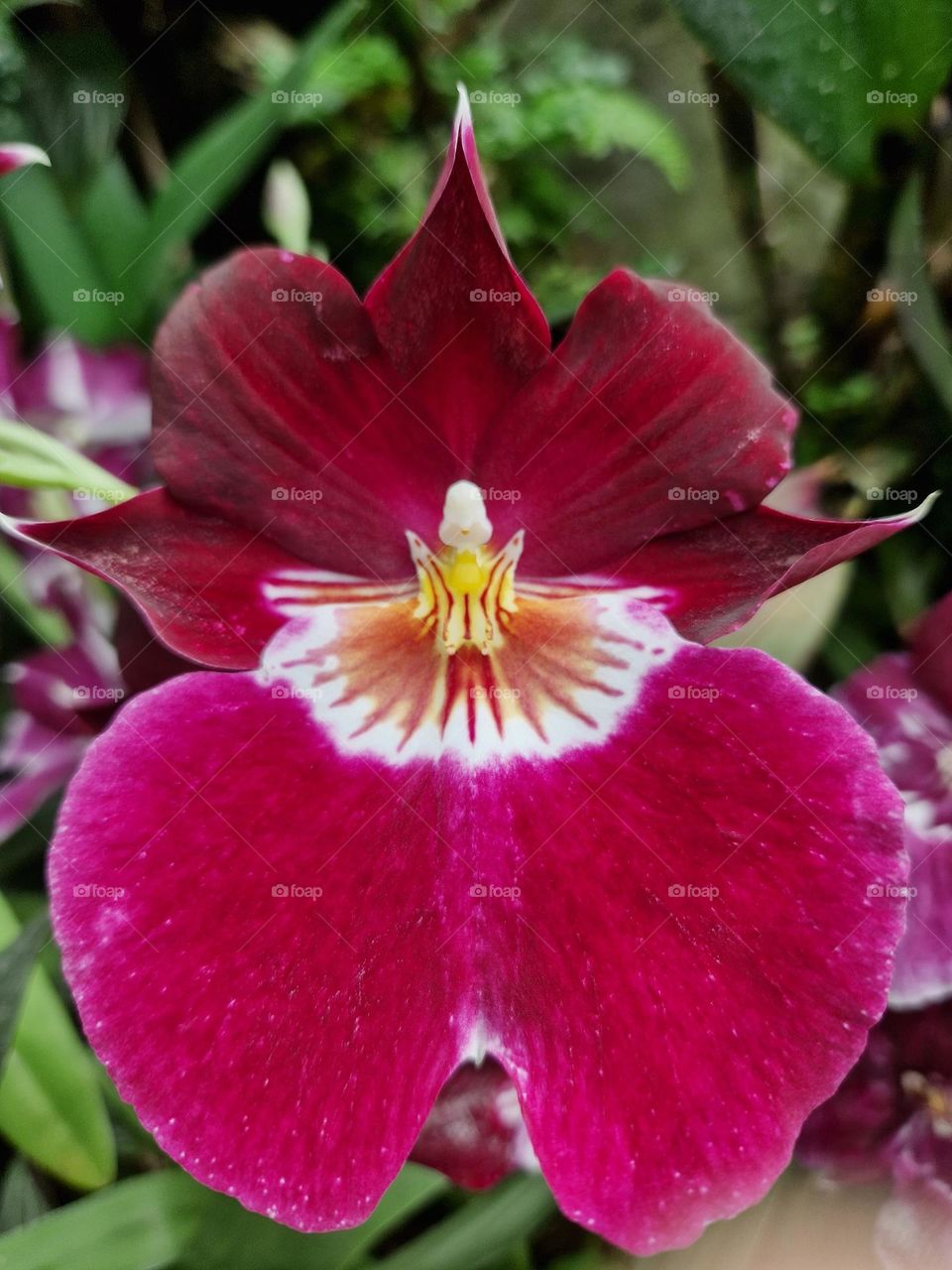 Orchid flowers