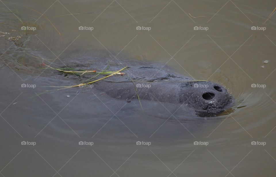 Manatee snout