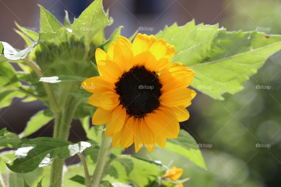 Sunflower on my window